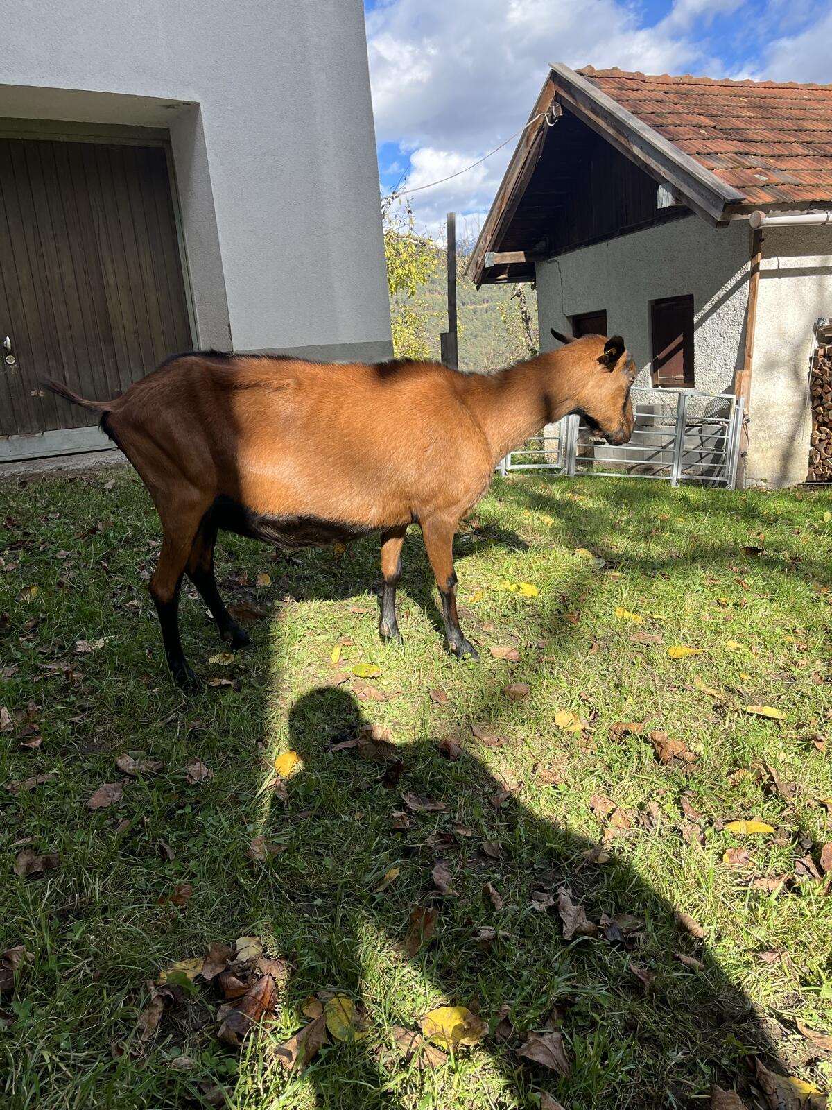 GGZ Ziege HB, Sehr Zutraulich 3