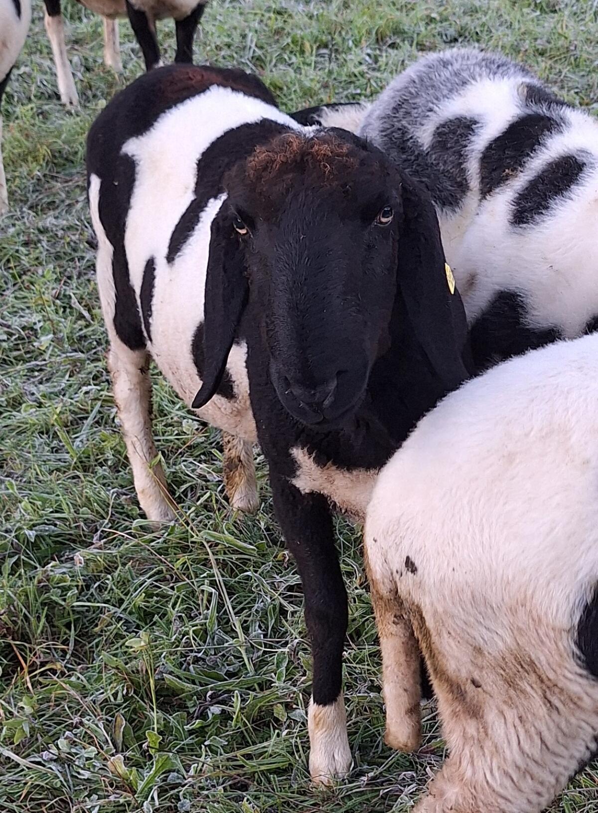 HB Tscheggenwidder 1