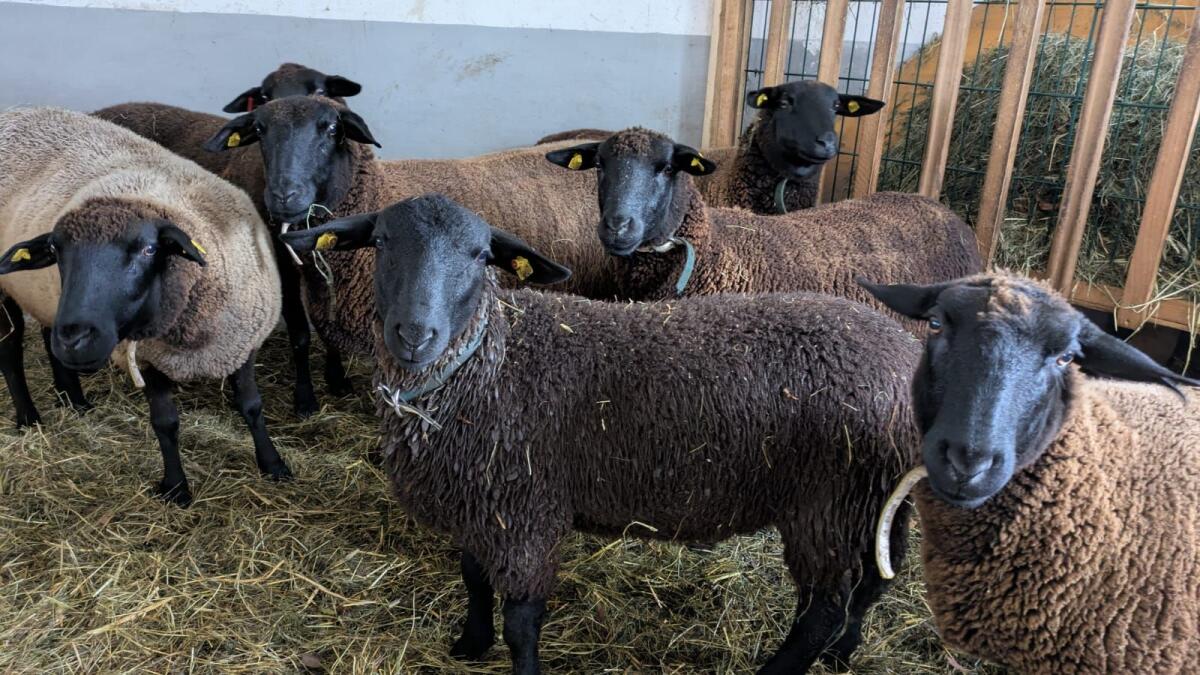 Reinrassiger Jurabock 3