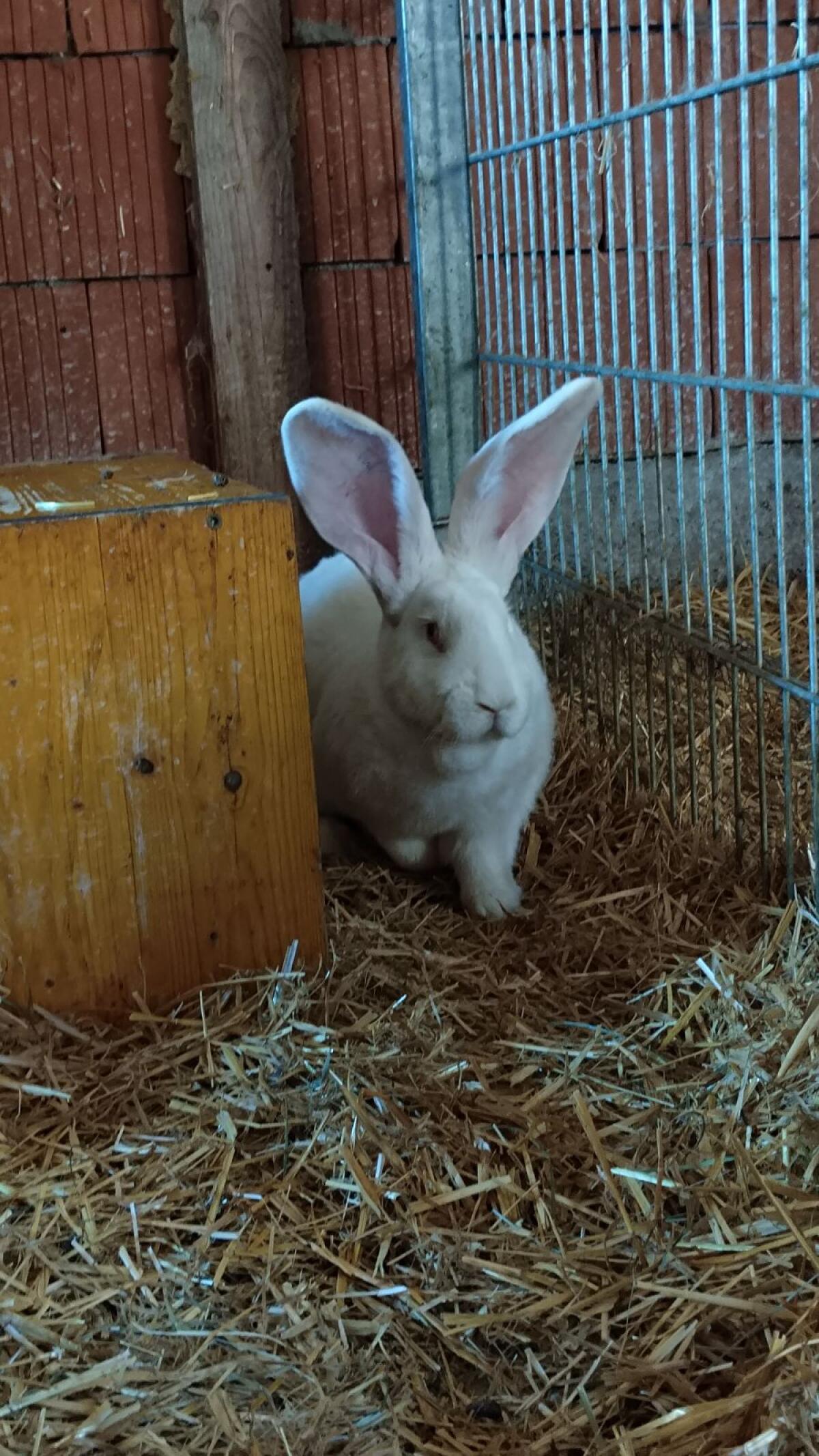 Deutsche Riesenhäsin 1