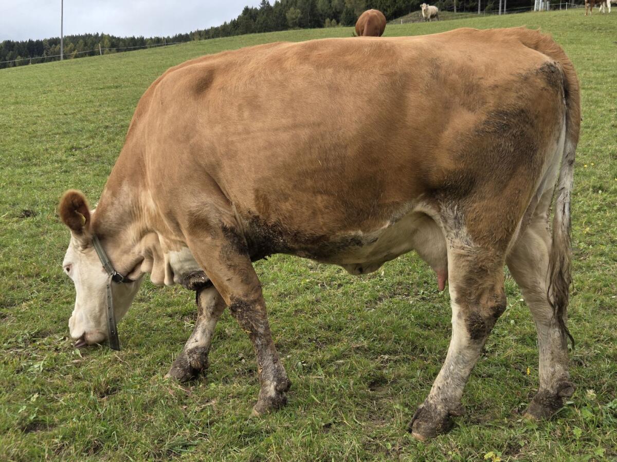 Fleckvieh Mutterkuh 2