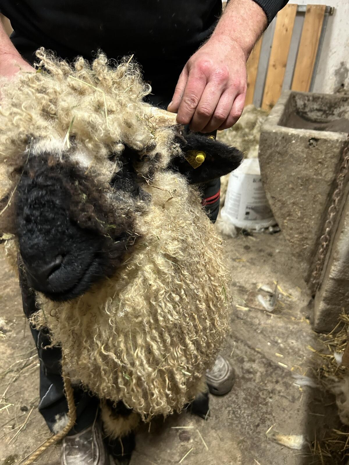 Walliser Schwarznasenschaf Aue 2