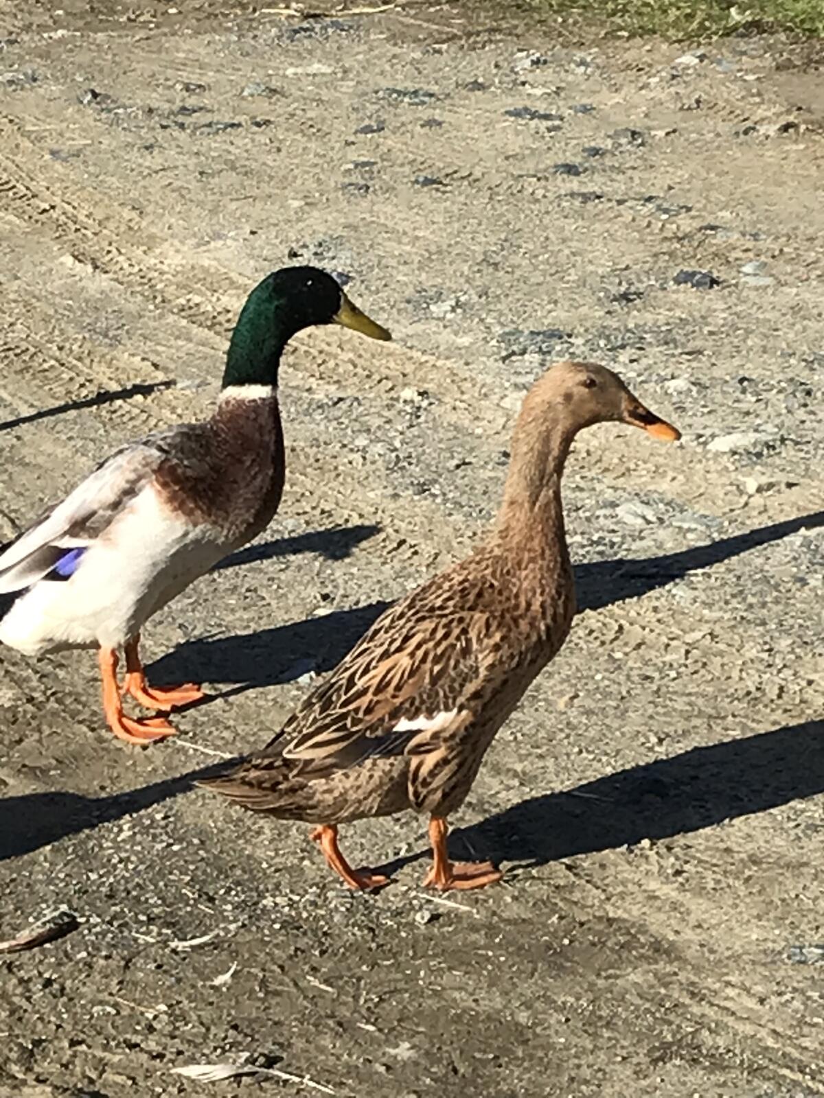 Laufenten aus Naturbrut, gute Schneckenfresser 2
