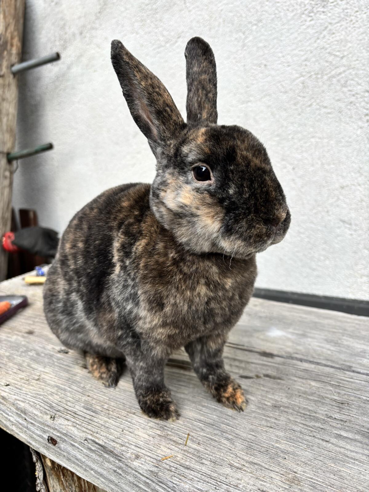 Scar sucht noch ein liebevolles Zuhause 2