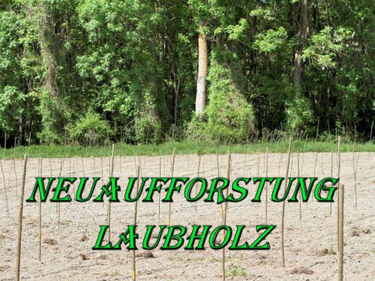 Gratis-Neuaufforstung 2