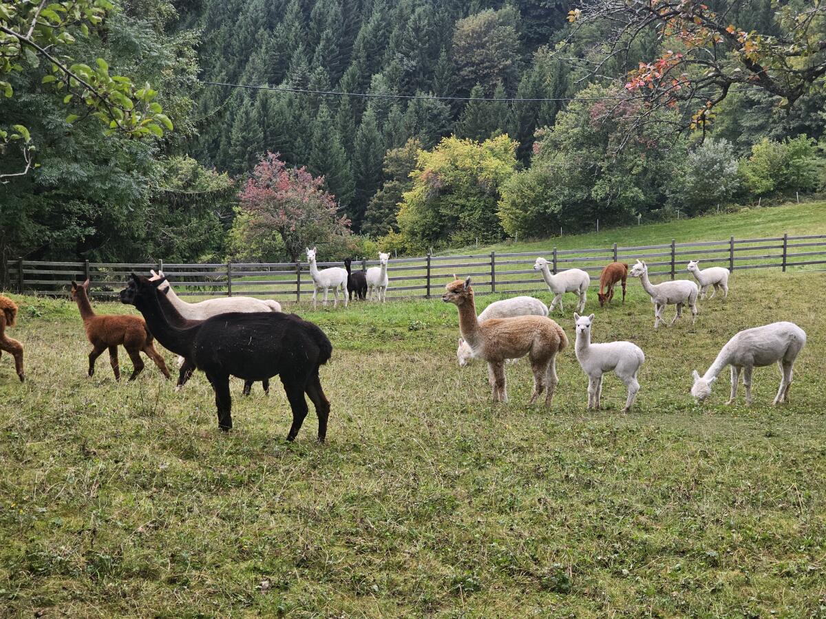 Rabenwald Alpaka, Stute, Hengst, Wallach, Fohlen und Cria 1