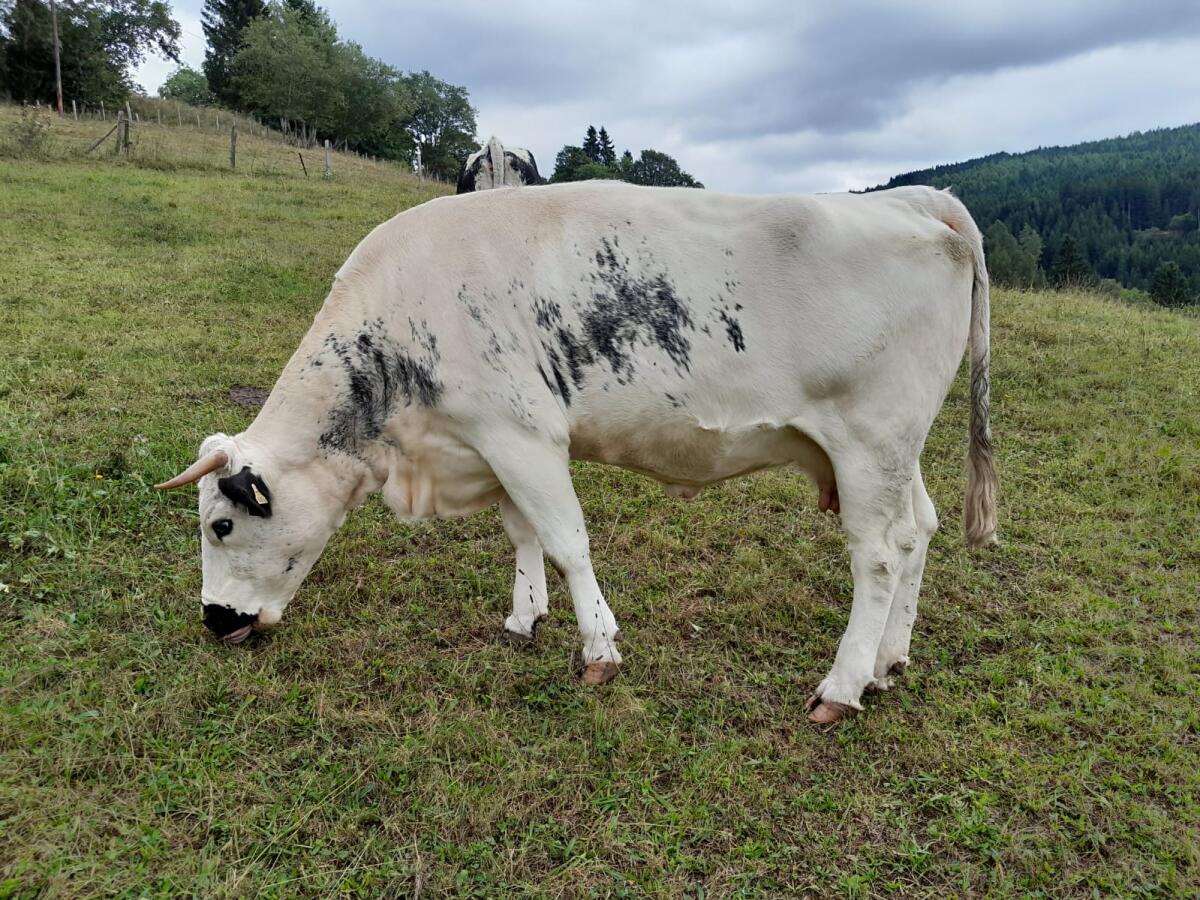 Weibliche Pustertaler Sprinzen Zuchttiere abzugeben 2