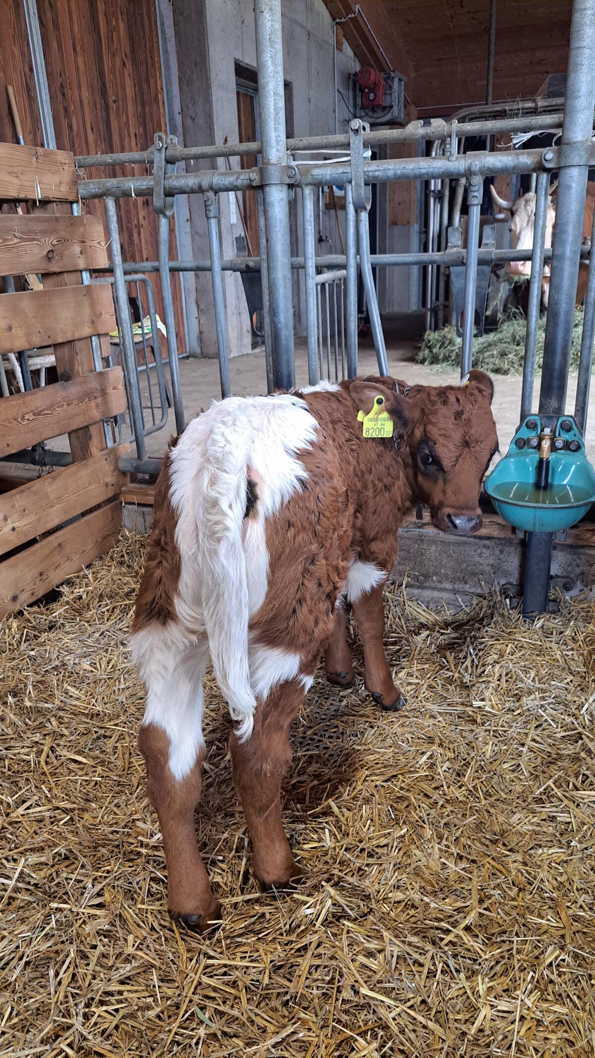 Bio-TX-Kuhkalb zu verkaufen 3