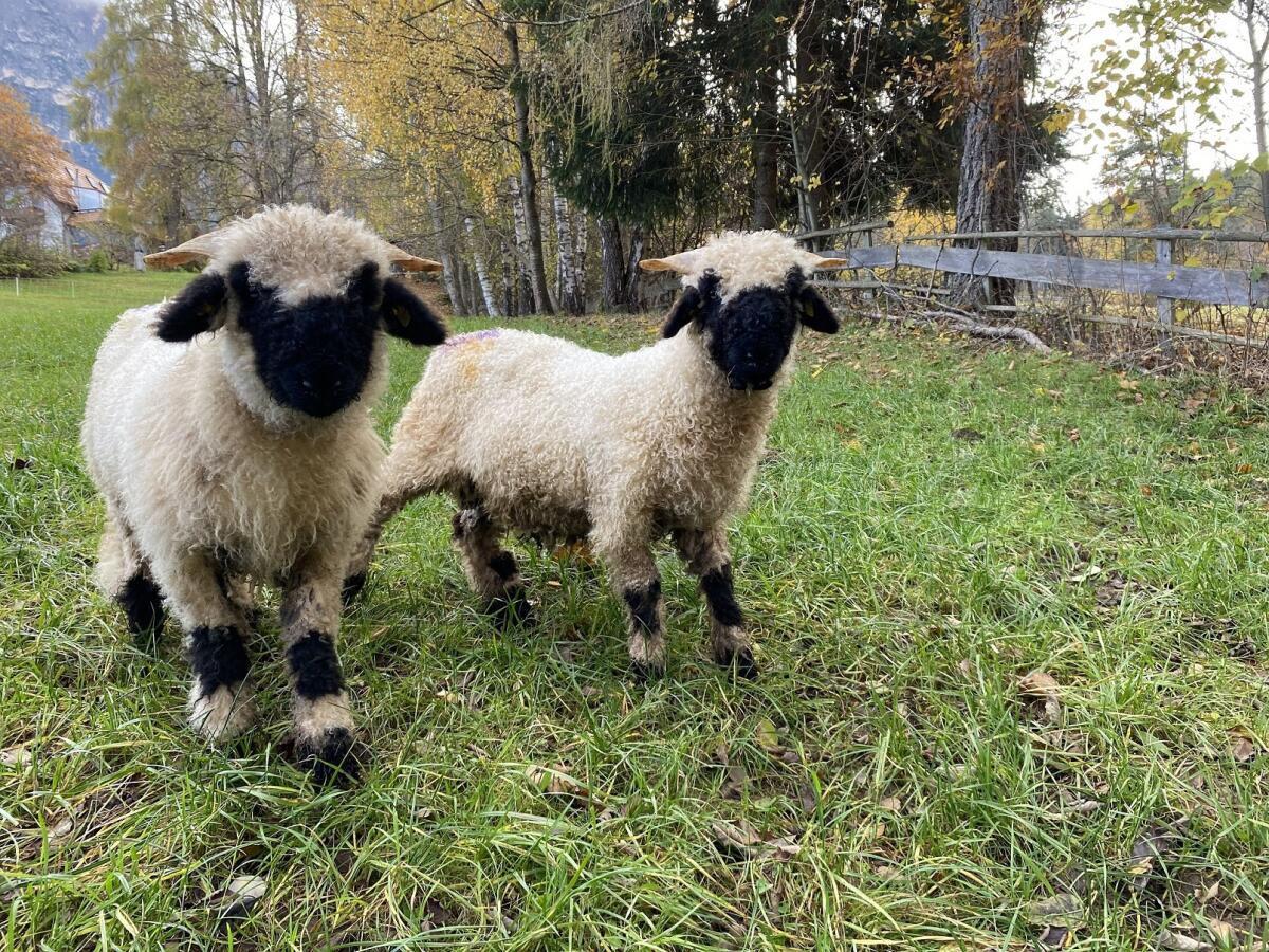 WSN Schwarznasenwidder ARR/ARR 1