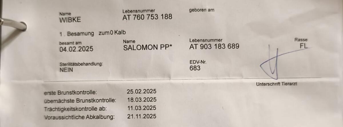 Hochträchtige FV-Zuchtkalbin 3