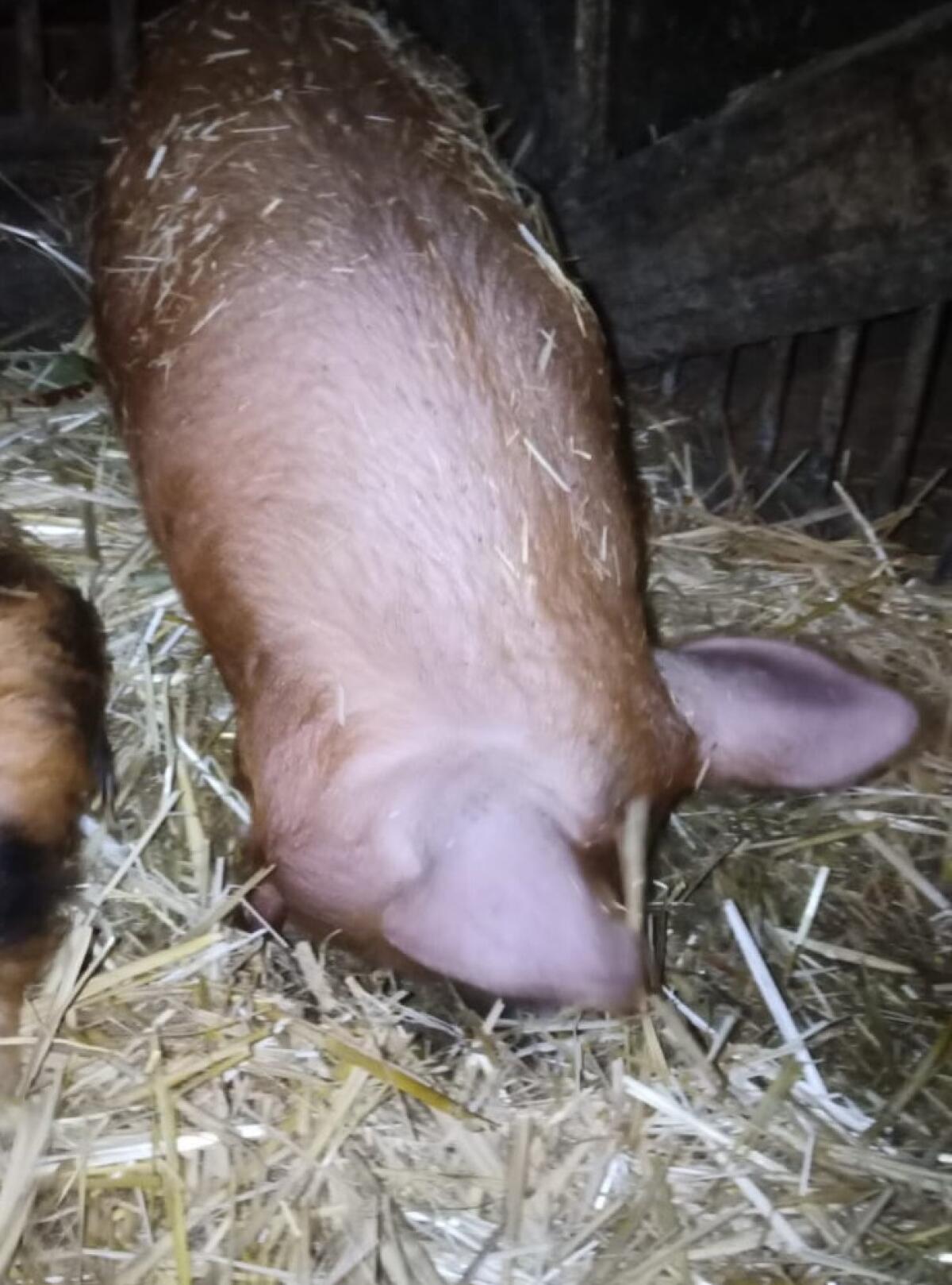 Kune Kune Eber 3