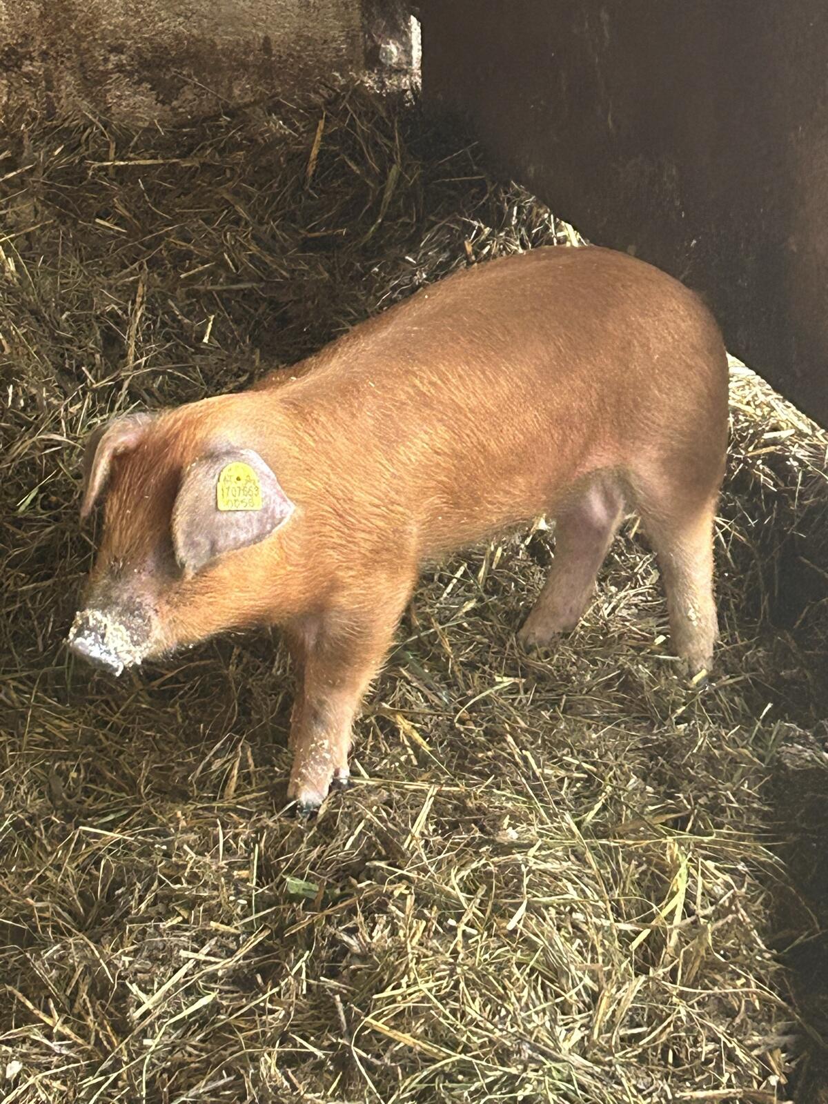 Schwäbisch Hällisch/Duroc Ferkel 3