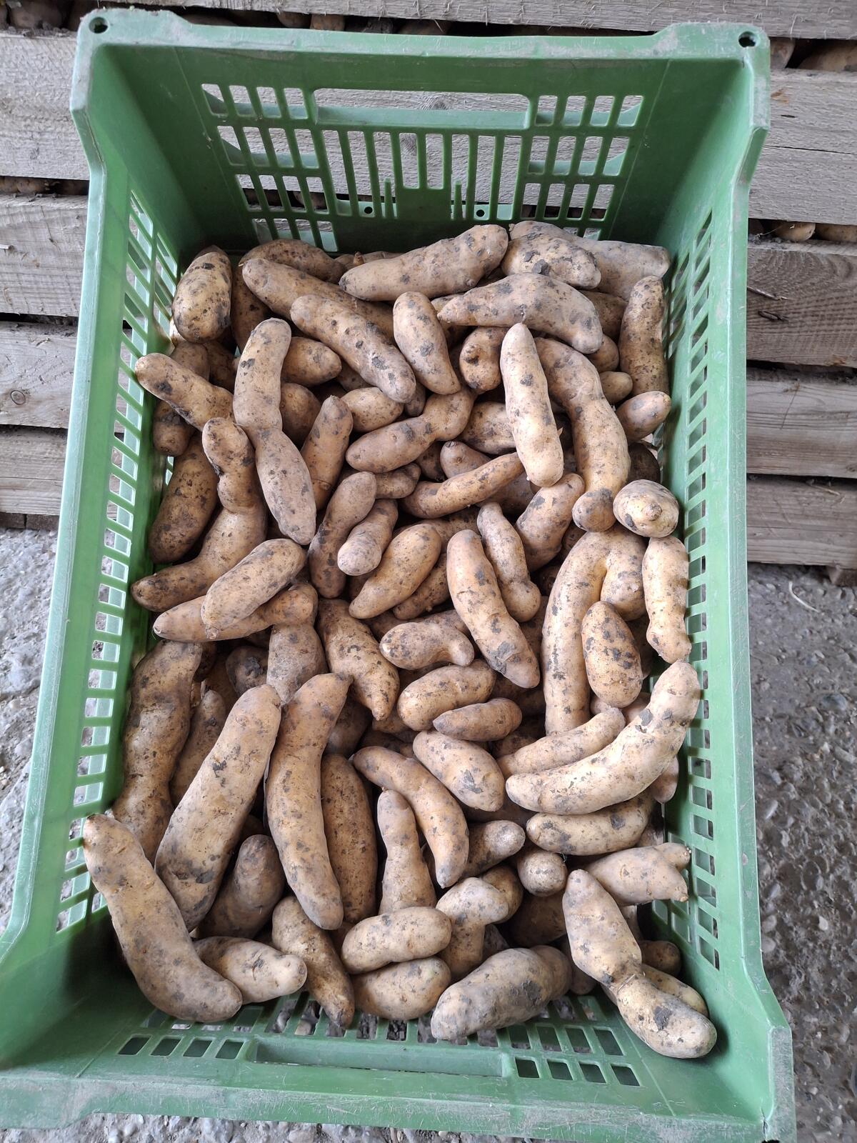 Verkaufe Speisekartoffel Kipfler 1