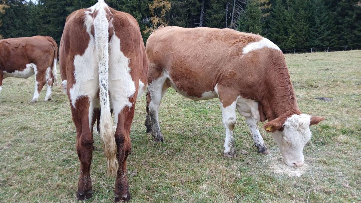 Bio Kalbin hochträchtig 1