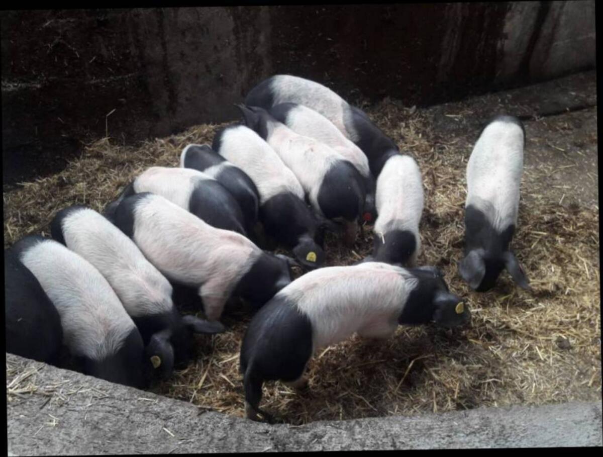 Schwäbisch Hällische Ferkel 2