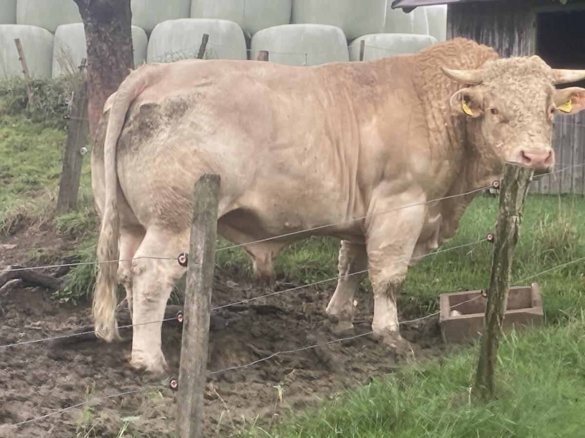 Bio-Charolaisstier 1