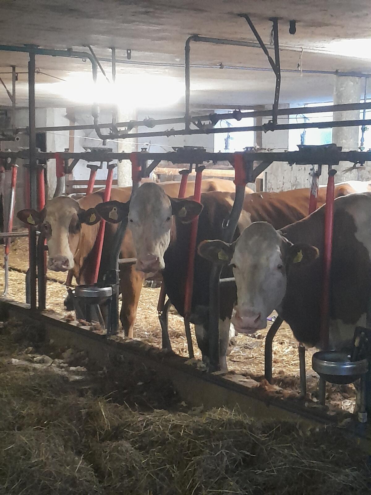 FL - Kühe in Milch 1