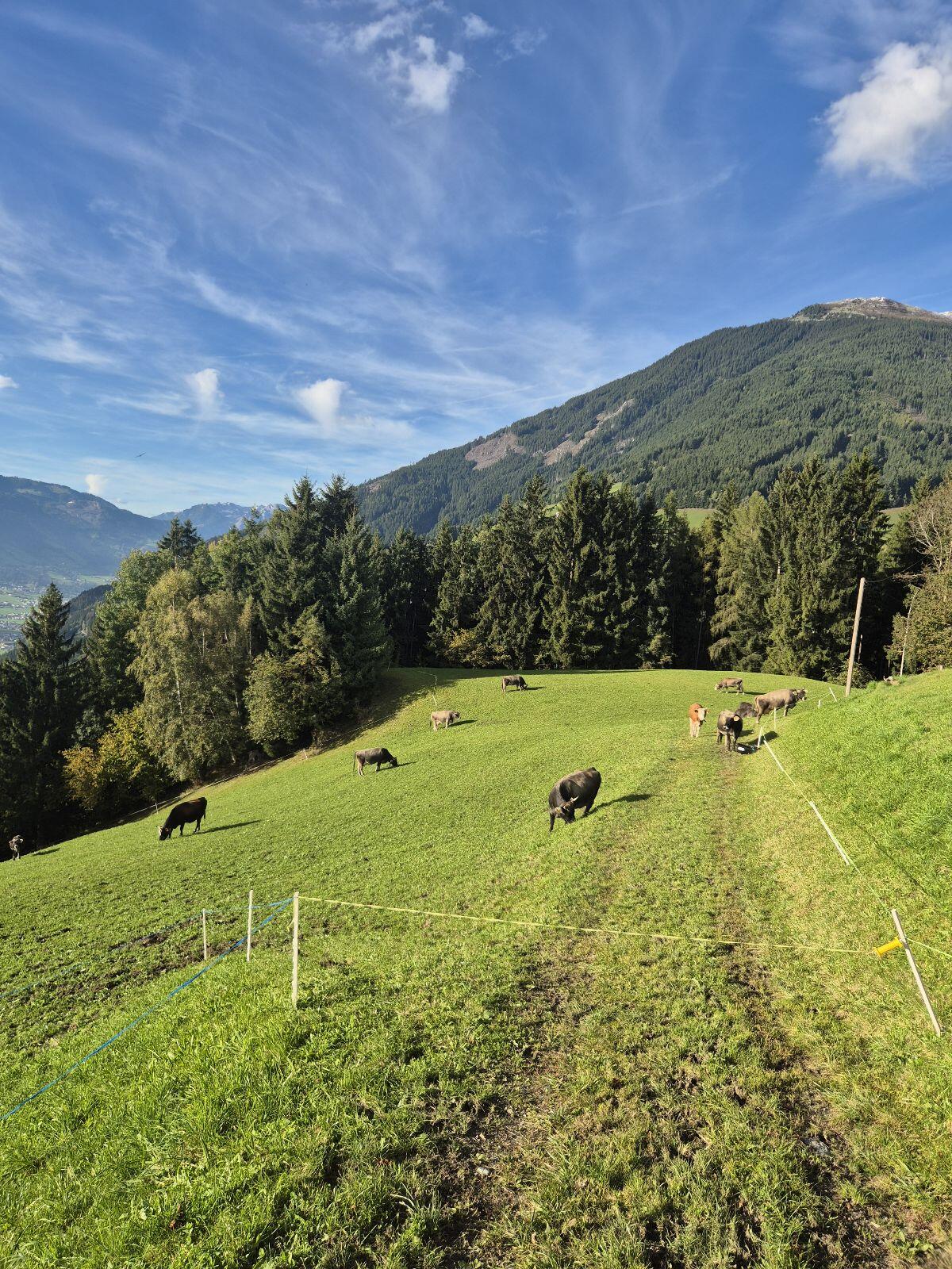 Suche Kuh mit Horn, Milchkuh 1