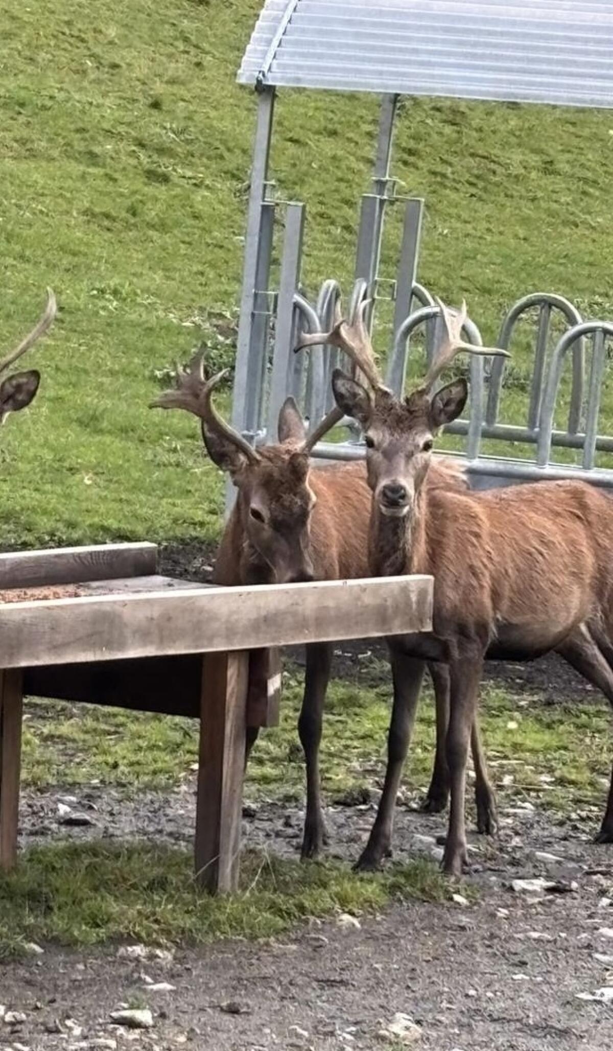 Hirsch Rotwild Spießer 1