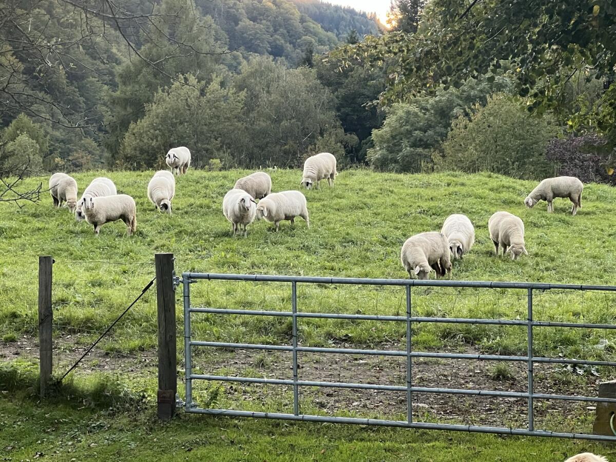 Verkaufe meine Schafe 3