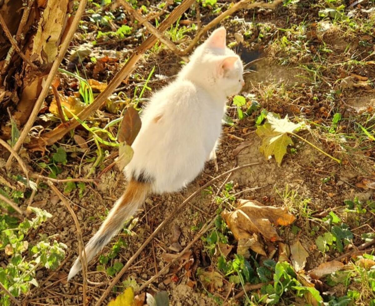 Katzen 3