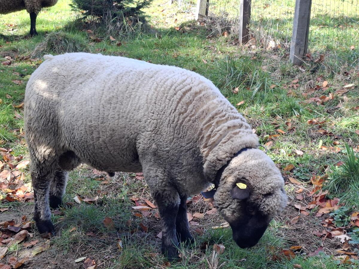 Shropshire-Zuchtwidder 2