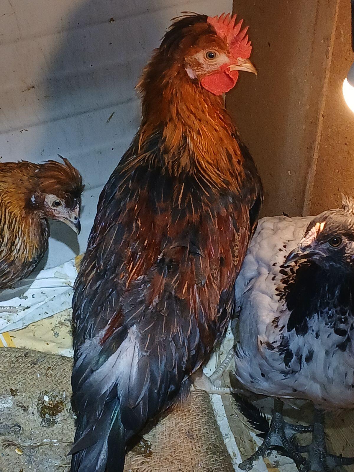 Moschusenten, Stummenten, Flugenten 3