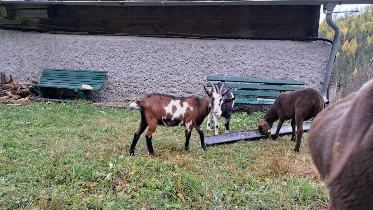 Tauernschecken Kitz Hb 3