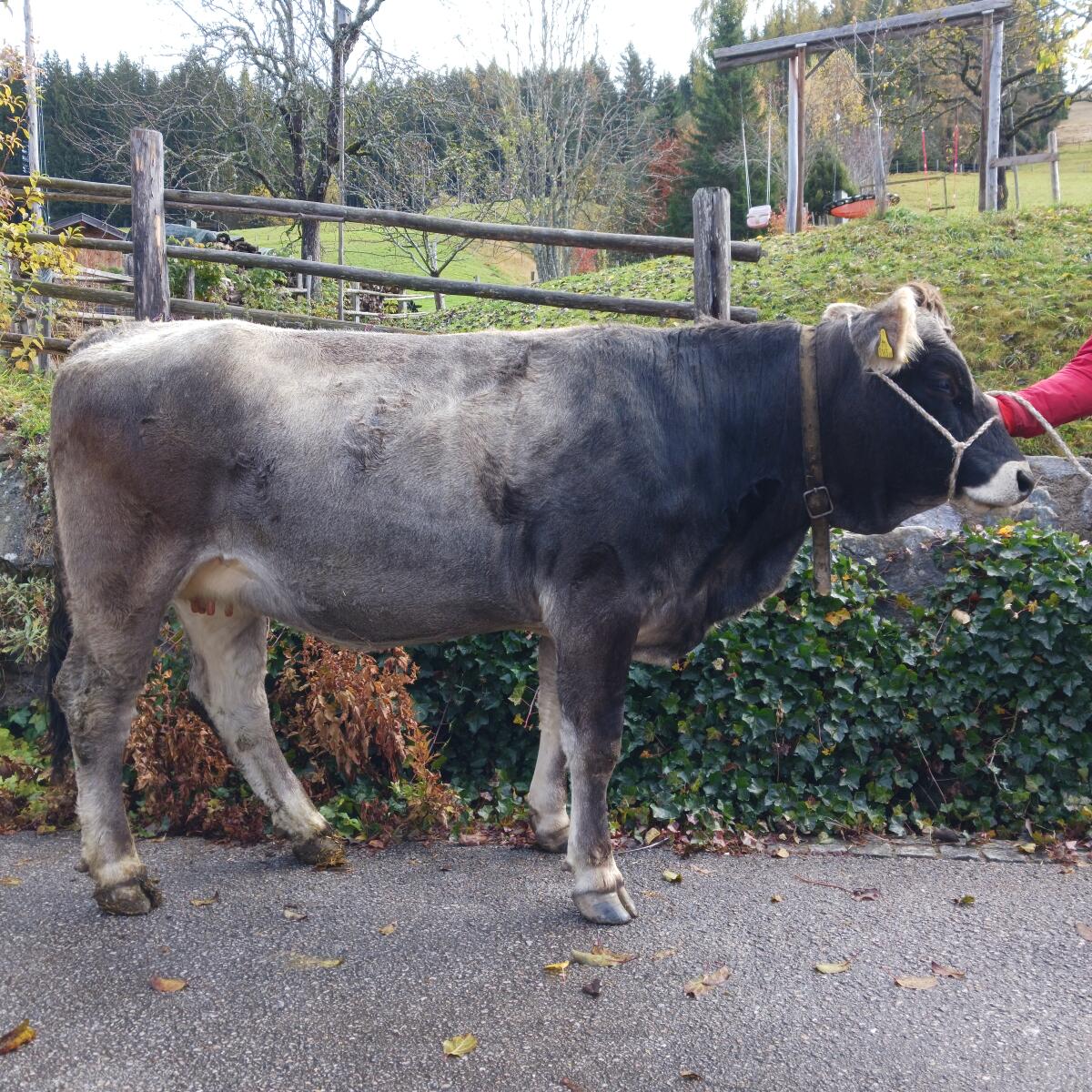 Verkaufe Tiroler Grauvieh Kalbin 1