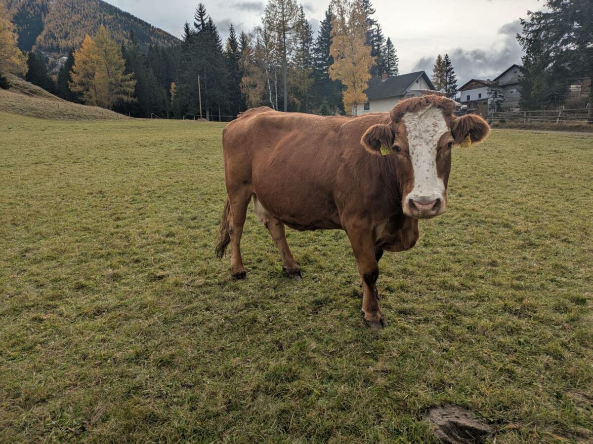 BIO Mutterkuh Limousin samt Kalb 2