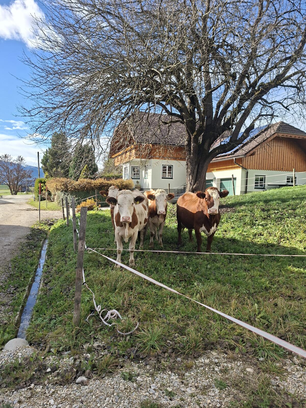Fleckvieh-Erstlingskühe 2