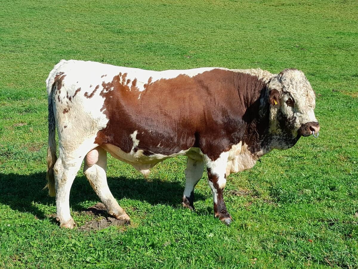 Männliche Pustertaler Sprinzenzuchttiere abzugeben 3
