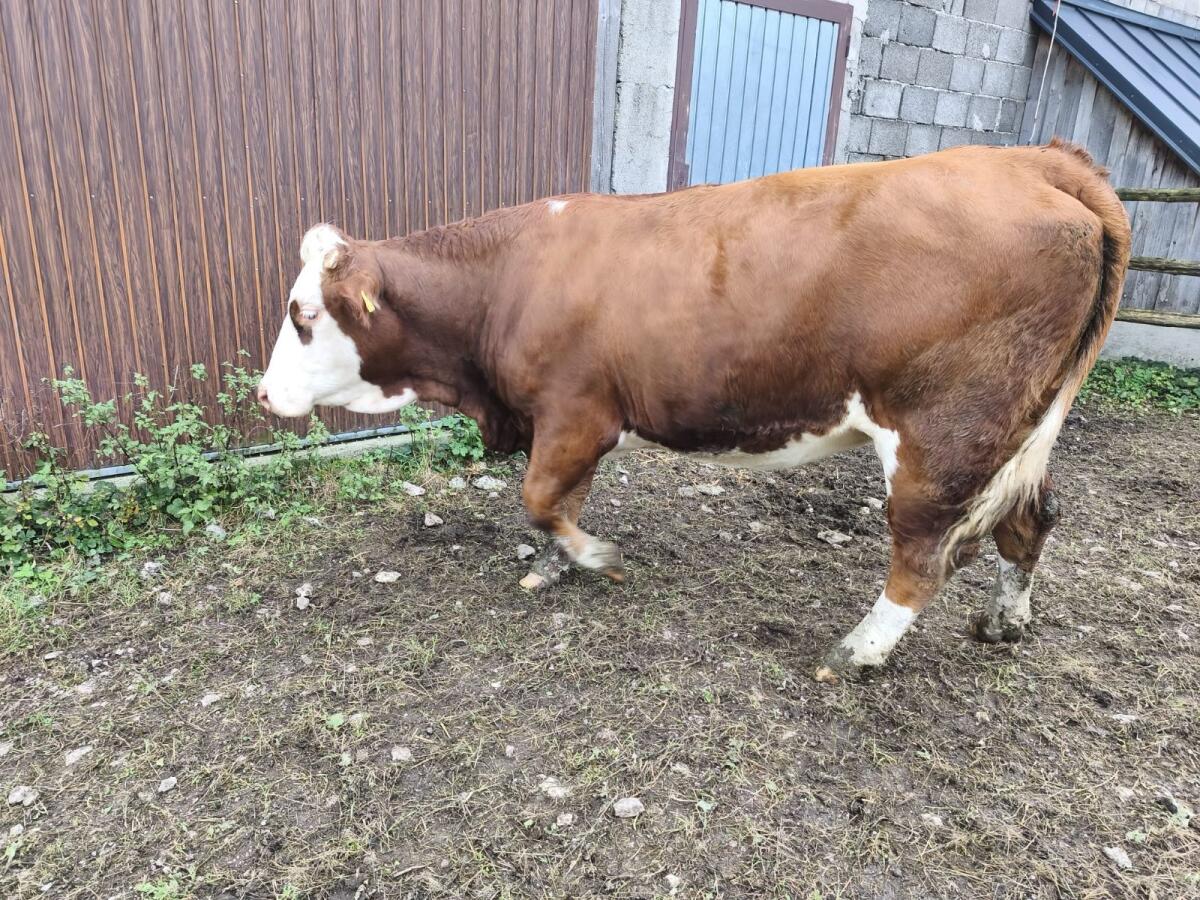 Hochträchtige FV-Zuchtkalbin 1
