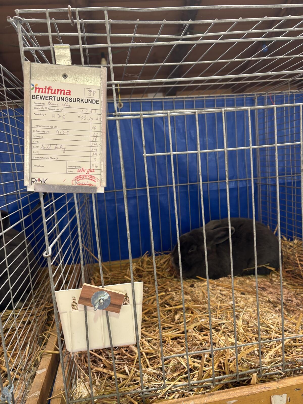 Blauer Wiener Rammler 1