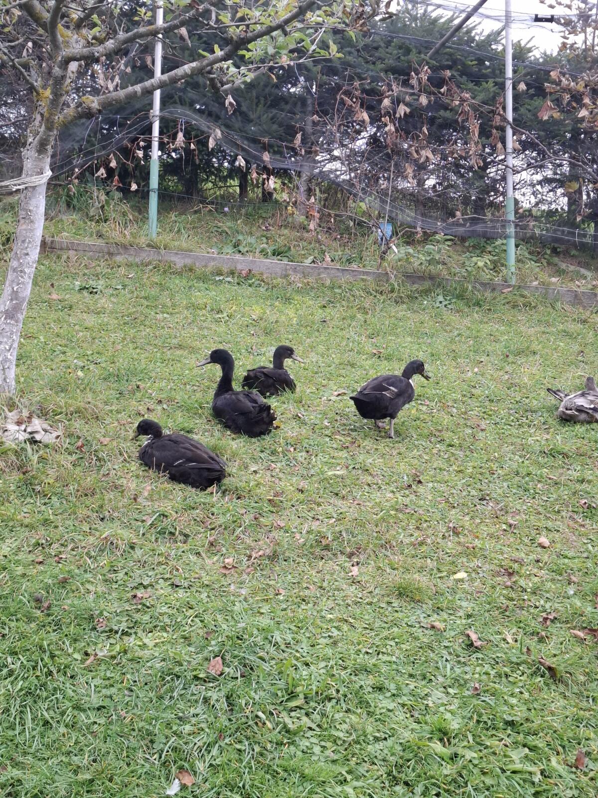 Laufenten 2