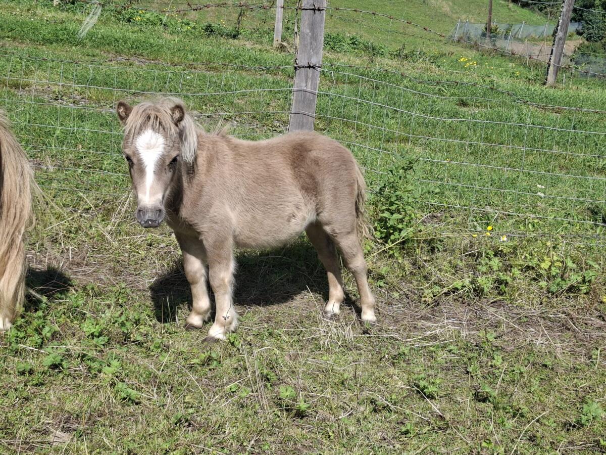 Minishettyhengstfohlen zu verkaufen 1