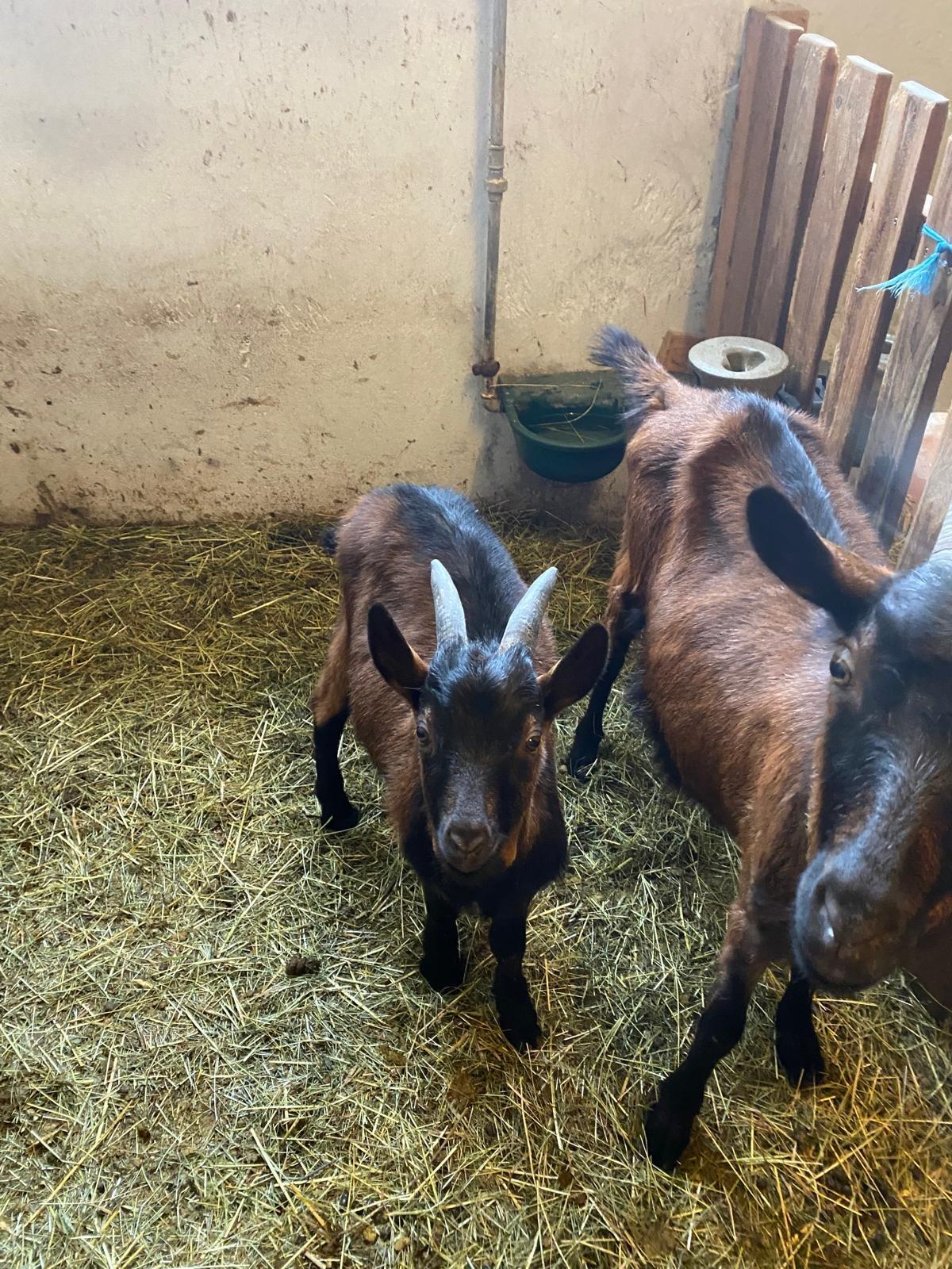 Bio Pinzgauer Ziegenkitze 3