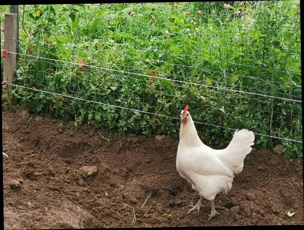 Legehühner und Suppenhühner 1