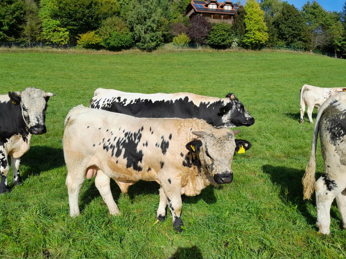 Männliche Pustertaler Sprinzenzuchttiere abzugeben 1