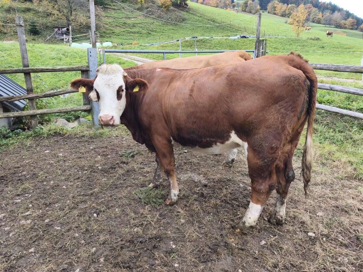 Hochträchtige FV-Zuchtkalbin 2