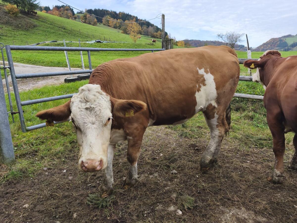 Hochträchtige FV-Zuchtkalbin 2