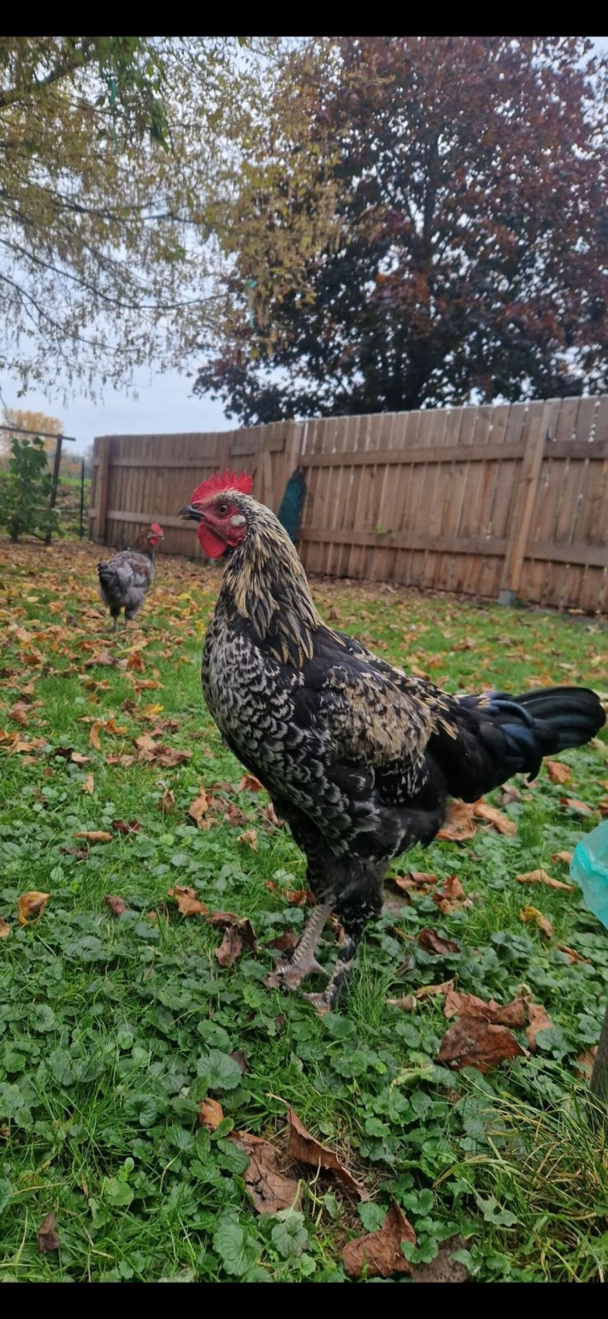 Hätte 2 junge Hähne zum Abgeben 2