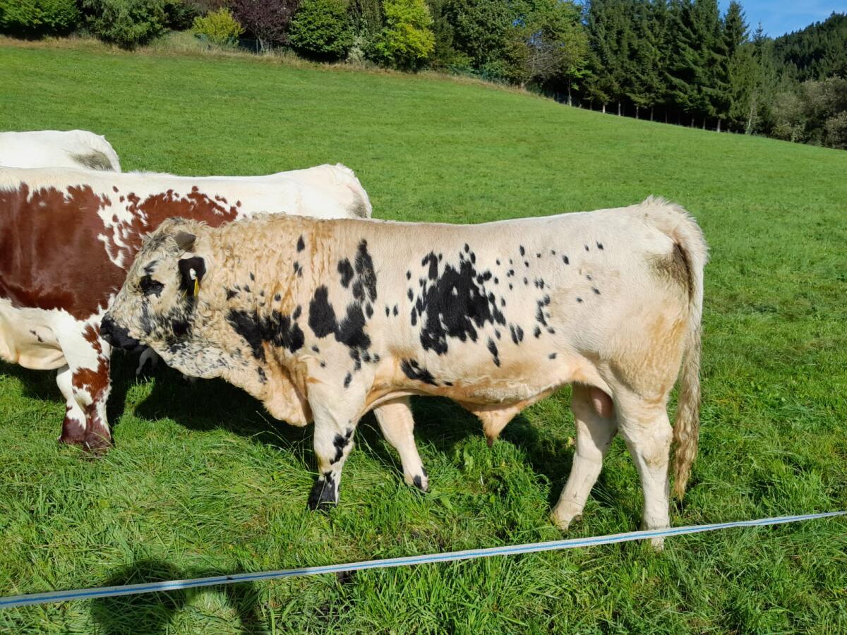 Männliche Pustertaler Sprinzenzuchttiere abzugeben 2