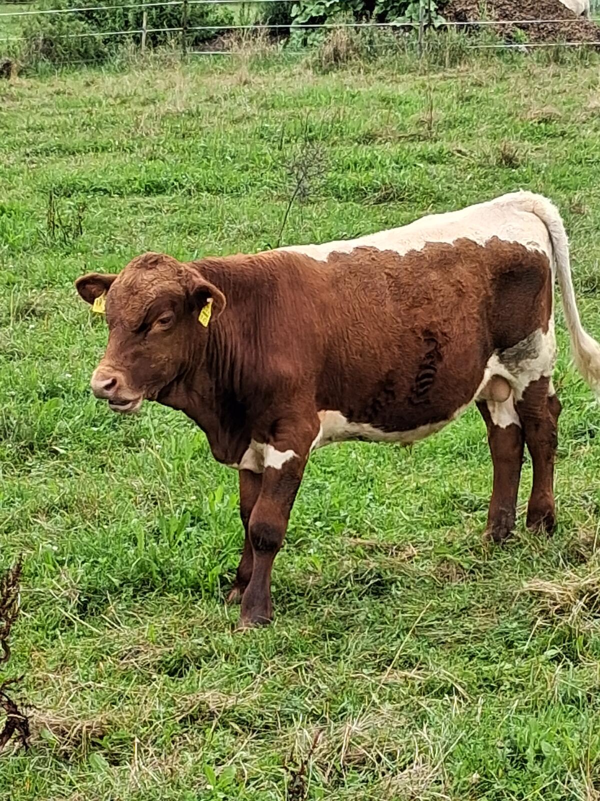 Pinzgauer Jungstier und Absetzer männlich und weiblich 1