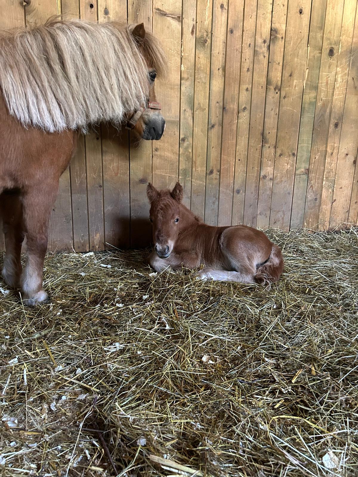 Ponyhengst, halbjährig 1