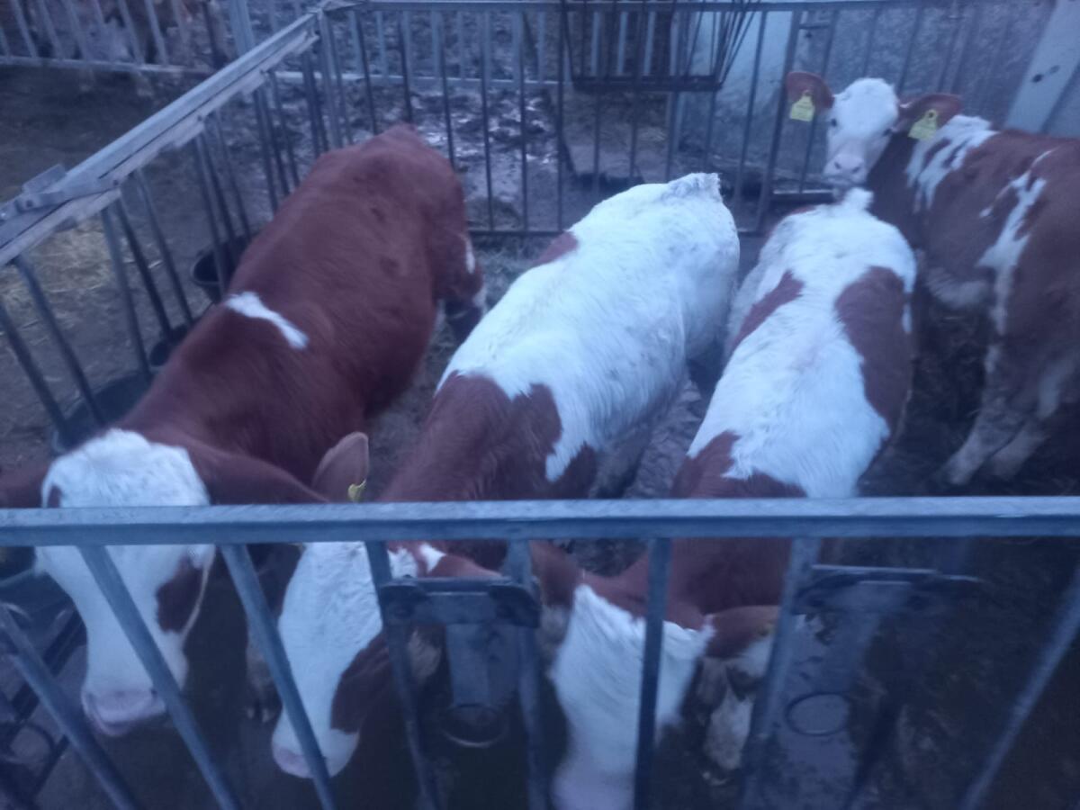 Verkaufe 7 Kälber 2