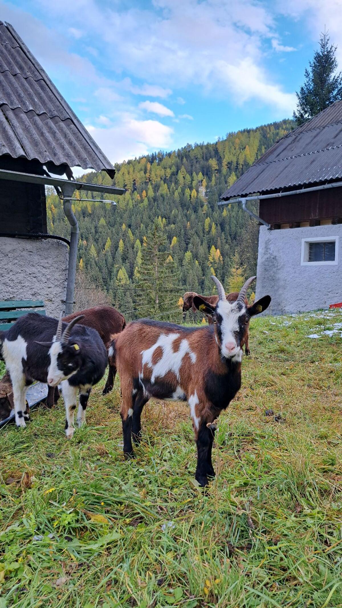 Tauernschecken Kitz Hb 1