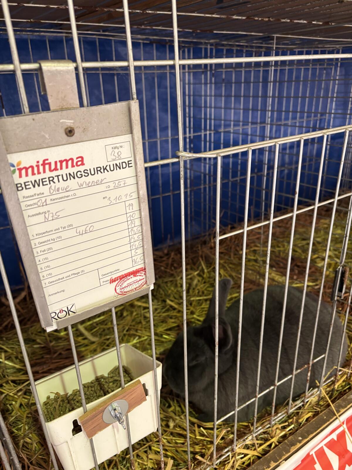 Blaue Wiener Häsinnen 2