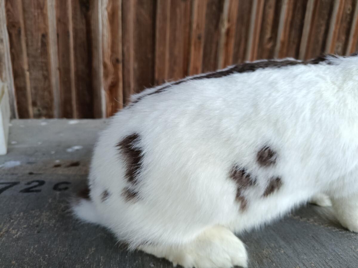 Deutsche Riesen, Deutsche Riesenschecken 2