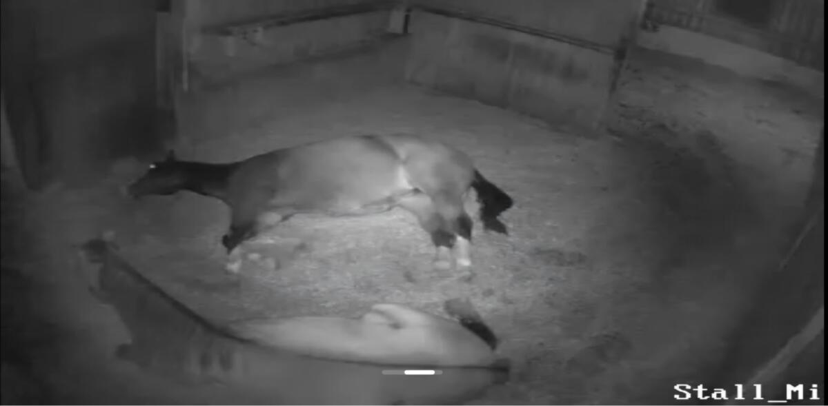 Einstellplatz Offenstall 3